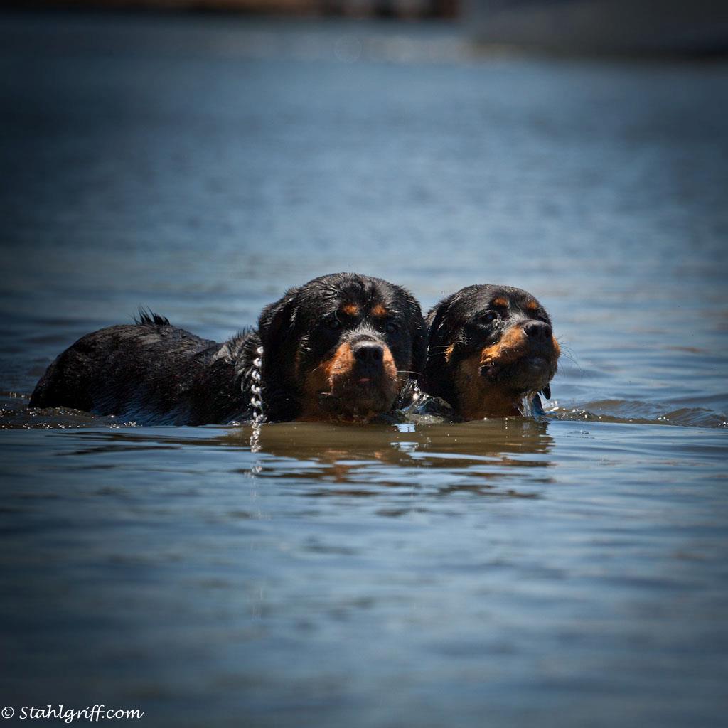 BLACKJACK & KENDRA ENYOYING A SWIM 29/12/11