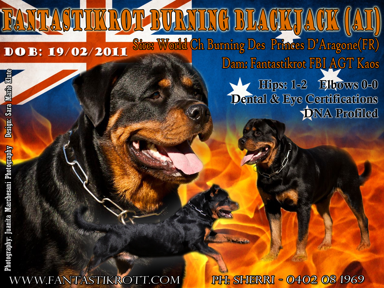 what is a good hip score for rottweilers