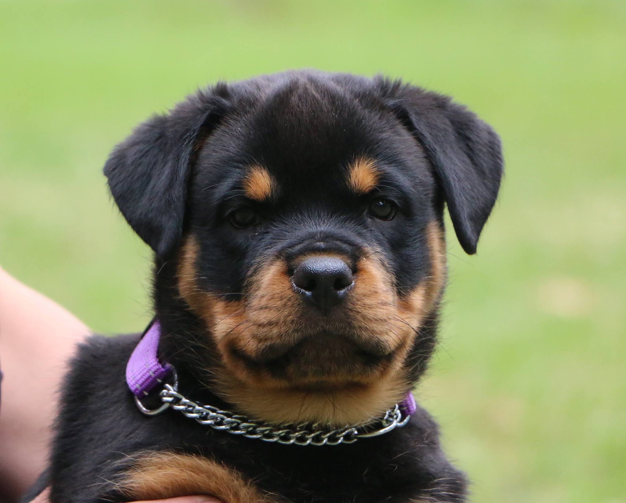 Puppies FANTASTIKROT ROTTWEILERS Perth Western Australia