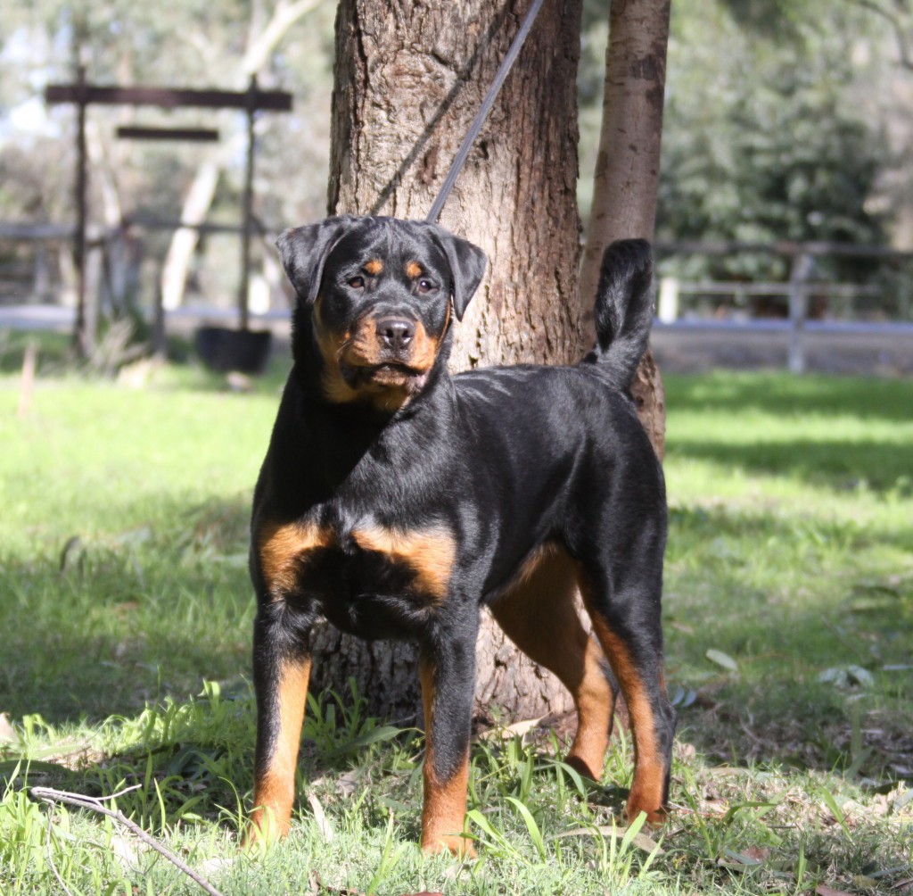 Sexy Fantastikrot Rottweilers Perth Western Australia