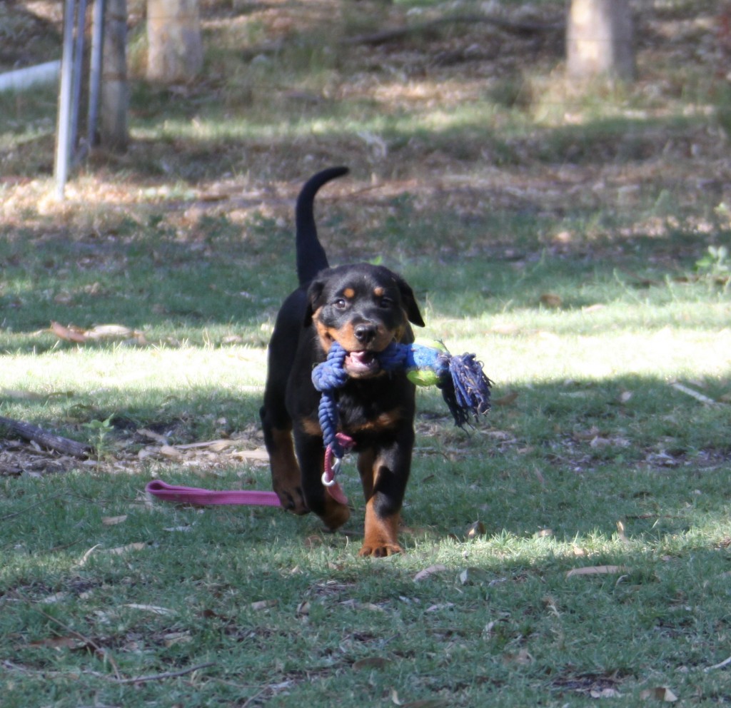 Sexy Fantastikrot Rottweilers Perth Western Australia