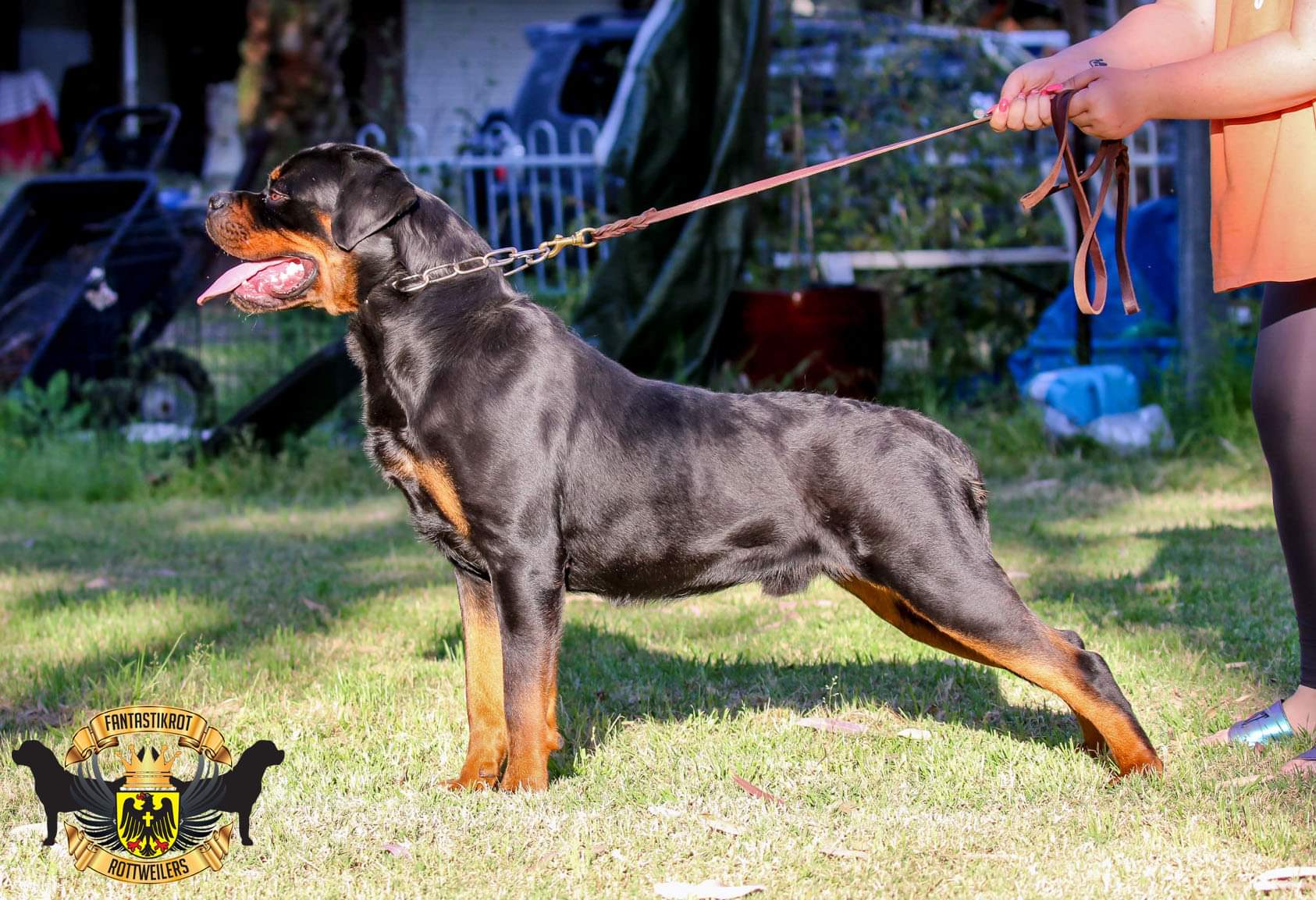 New sales yorker rottweiler