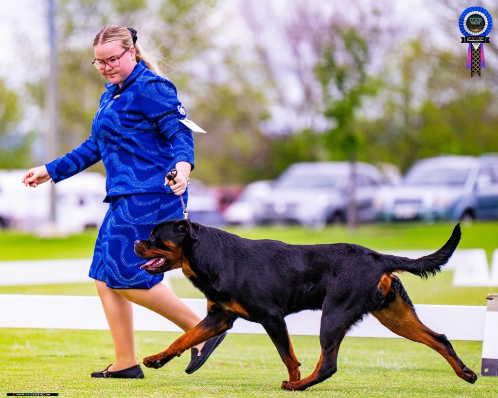 Gunner FANTASTIKROT ROTTWEILERS Perth Western Australia