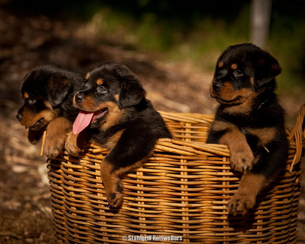 Our Puppy Pic's | FANTASTIKROT ROTTWEILERS Perth - Western Australia